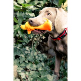 Lanco 8424678012103 Large Basset, 100% Natural Rubber