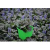 Perennial Farm Marketplace Ajuga r. 'Black Scallop' (Bugle Weed) Live