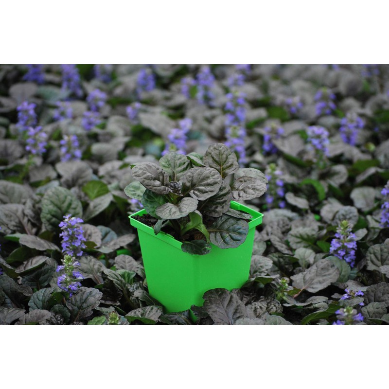 Perennial Farm Marketplace Ajuga r. 'Black Scallop' (Bugle Weed) Live