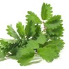 Outsidepride Salad Burnet - 1000 Seeds