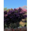 Tree crepe myrtle tree seedlings pink flowers easy to grow
