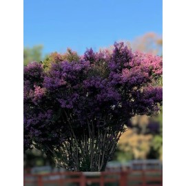 Tree crepe myrtle tree seedlings pink flowers easy to grow low maintenance, fast grow