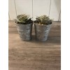 Unbranded Fake Plants