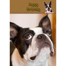 Boston Terrier Birthday Card