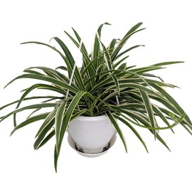 Hirt's Gardens Reverse Variegated Spider Plant - Easy to Grow/Cleans The Air - 4in Pot