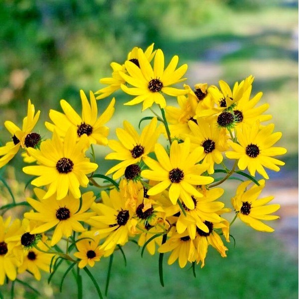 Little Seed Store 101+SWAMP SUNFLOWER Seeds Perennial Native Wildflower Poor