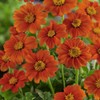 Outsidepride Orange Mexican Sunflower Plant Flower Seed - 1000 Seeds
