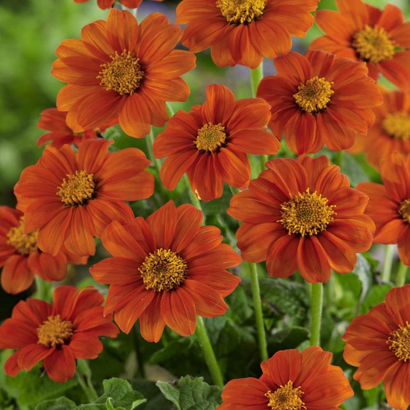 Outsidepride Orange Mexican Sunflower Plant Flower Seed - 1000 Seeds
