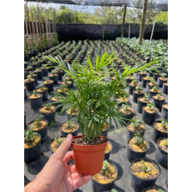 Odd Frond Parlor Palm in 4" Pot - Chamaedorea elegans - Neanthe bella | Live plant