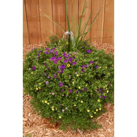 Rain Bird MUMB-F/2S Drip Irrigation 10-32 Threaded Micro-Umbrella Bubbler, 360° Full Circle Pattern, 2-Pack