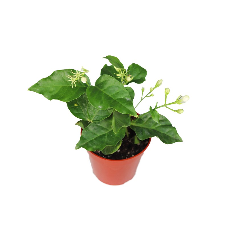 Arabian Jasmine Sambac - 4" from California Tropicals