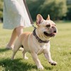 Joytale Reflective Dog Collar, Soft Neoprene Padded, Metal D-Ring, Nylon