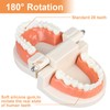 Diyiming Diyiming 2Pcs Standard Teeth Model Dental Care Model, Child