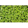 Duckweed (Lemna Minor) - 100/200/500 Live Plants (500) by Aqua