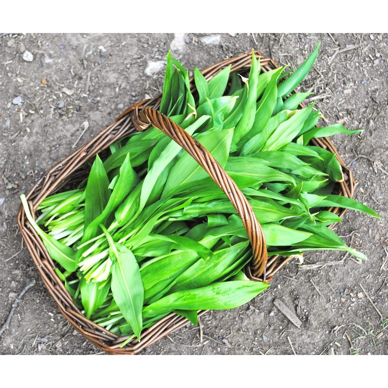 NIKA SEEDS - Seeds Herb Ramsons (Wild Garlic) - 50