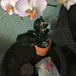 WINBST Plant Orchid Clips Dragonfly Orchid Clips Plant Clips Dragonfly Orchid Clips for Everyone Gardening Enjoys