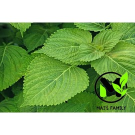 Mai's Family Vietnamese Balm seeds, Balm seeds,Hat Rau Kinh Gioi,Easy to Grow, Delicious!! - 1000+