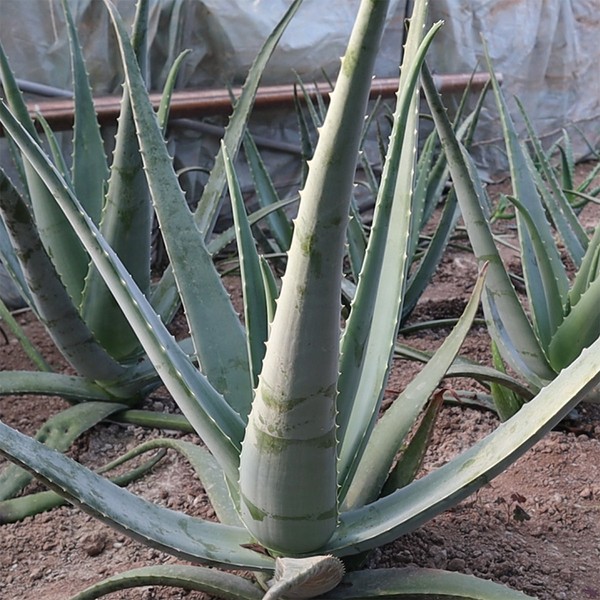 Kwon Doyoung Aloe [On Sale] Kwon Doyoung Aloe Organic Raw Aloe Vera 1kg, 3kg edible, 1kg (about 2 leaves) / 권도영 알로에 [온세일]권도영알로에 유기농 생알로에 베라 1kg, 3kg 식용, 1kg(2잎 내외)