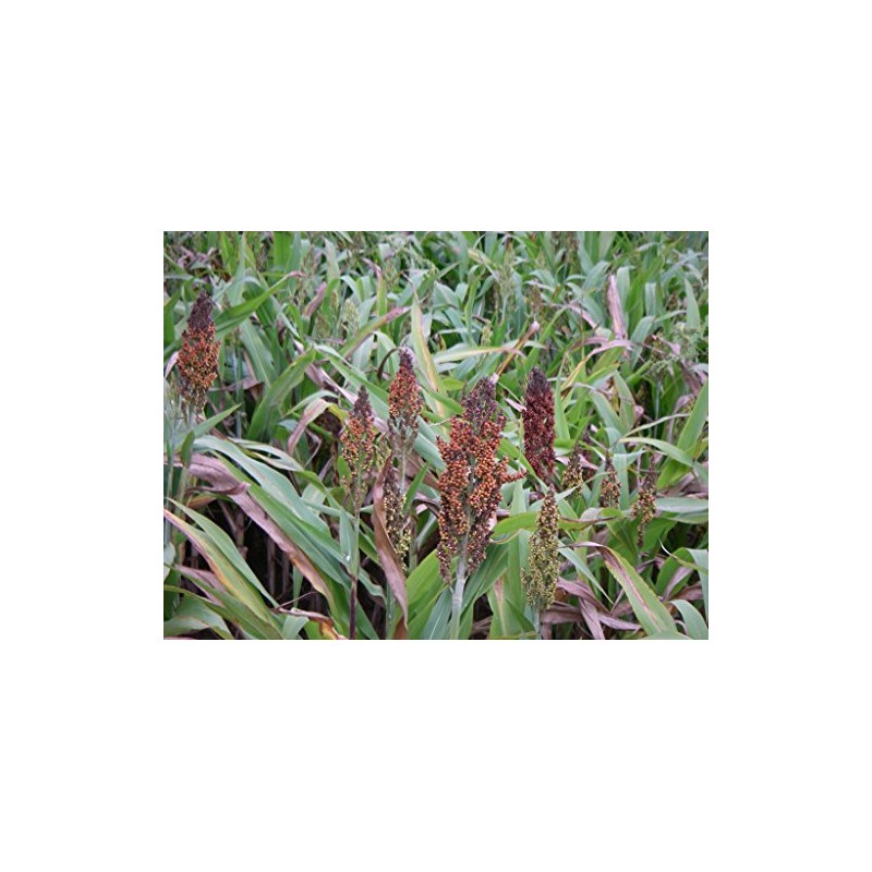 Japanese Millet - Duck - Food Plot - 5 LB