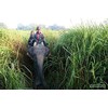 Elephant Grass Seeds - Tallest Grass in The World -