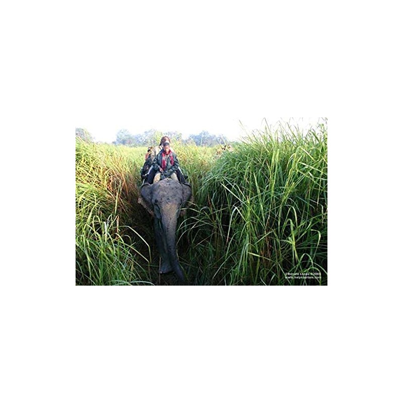 Elephant Grass Seeds - Tallest Grass in The World -