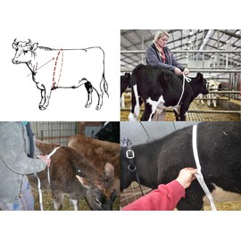 WINTAPE Horse Tape Measure, Horse and Pony Height Weight Measuring Tape, Portable Weight Bust Measure Tape for Horses