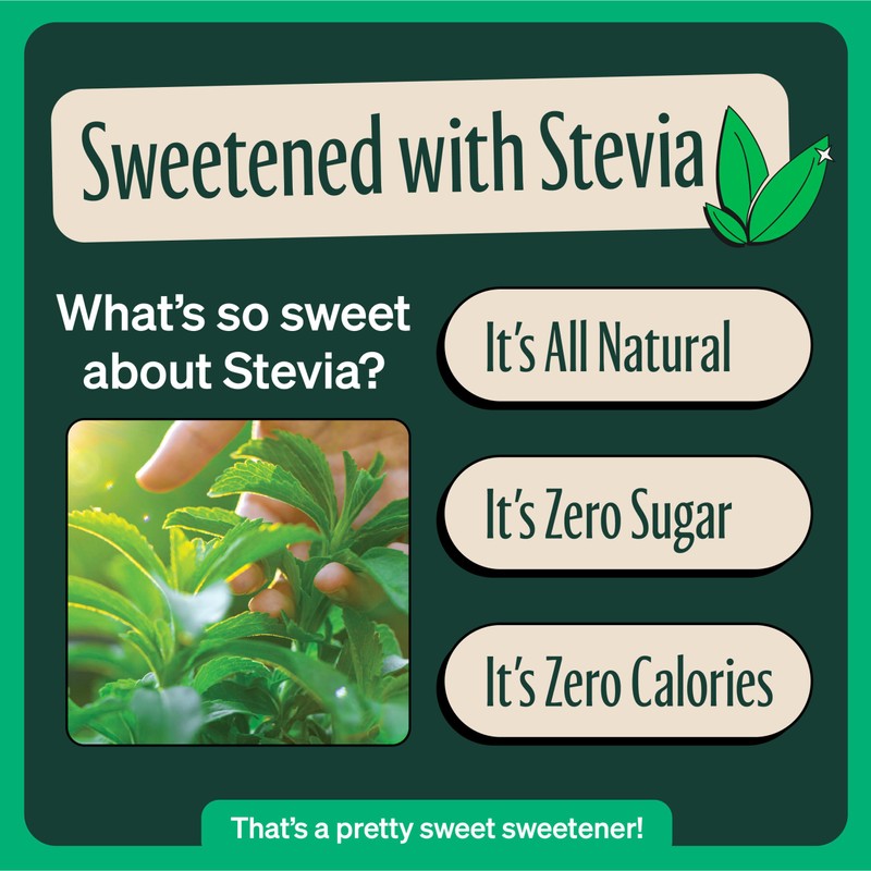 Zevia Zero Sugar Tea, Black Tea with Raspberry, 12 oz