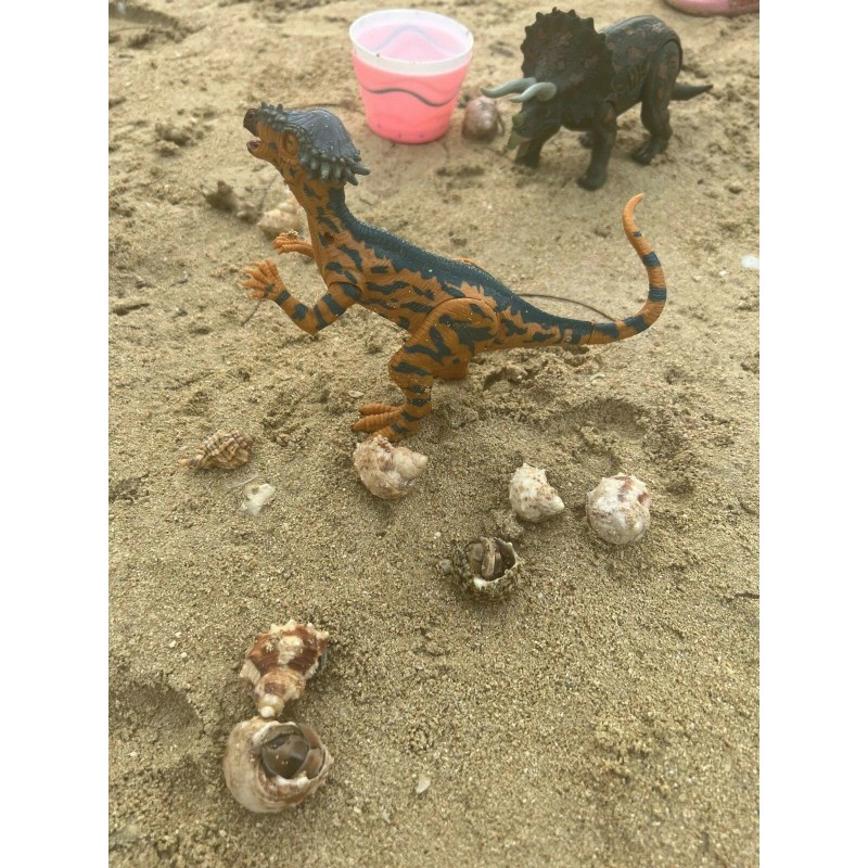 Kid Galaxy Amazing Detail PACHYCEPHALOSA