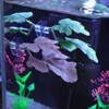 LNYMZD Green Betta Fish Leaf Pad,Plastic Plant Betta Hammock Leaf