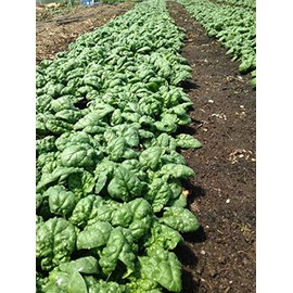 1000 Bloomsdale Spinach Seeds Longstanding Heirloom - Non-GMO - Always Fresh Seeds! - Planting Seeds for Home Vegetable Garden