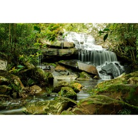 Waterfall Aquarium Background Jungle Forest Lake Stream Natural Landscape Fish Tank Background Tropical Plants Huge Rock with Moss Terrarium Background Jungle Trees Falls Reptile Background 36x18in