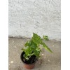 BitterMelon Starter Plant 6” With Pot Ready To Plant
