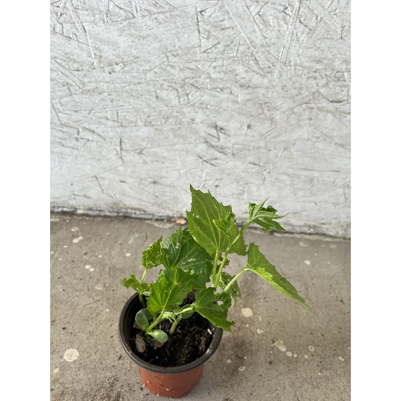 BitterMelon Starter Plant 6” With Pot Ready To Plant