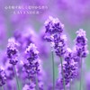 Lavender Alpine 10ml Incent Essential Oil Aroma Oil AEAJ Certified
