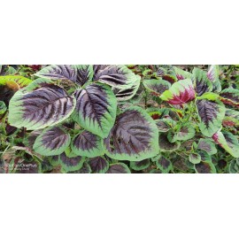 My Seeds 2000+ Purple Amaranth Seeds / Edible / Rau Dền Tía for 2025 season. US Seller
