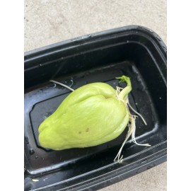 1 Sprouted Chayote Squash Mirliton Ready To Plant Buy 3 Get 1 Free!!!
