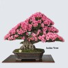 CZ Grain Bonsai Tree Kit - Grow 4 Types of