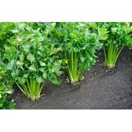 Golden Pascal Celery Seeds (Apium graveolens) – 1,000+ Non-GMO Heirloom Seeds by Isla’s Garden Seeds, Crisp & Flavorful Stalks, Cold-Hardy & Slow to Bolt, Ideal for Soups, Salads & Juicing, Gift Idea