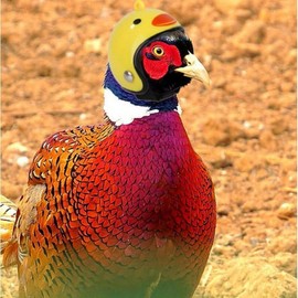 GUAGLL 2PCS Chicken Helmet Decorative Hat Interesting Pet Decorative Accessories