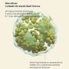 Da Una Inyeccin De Reafirming Enhancer Vita A