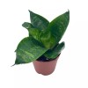 Florida House Plants Bird's Nest Snake plant, Green Striped Snakeplant,