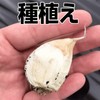 Garlic, Rose, Produced in Aomori Prefecture, 17.6 oz (500 g),