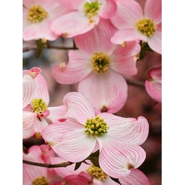 Cherokee Brave Dogwood Tree, Deciduous, Pink Flowering, Lush Green Foliage, Ornamental Value, 7 gal, Nursery Pot (Due to Agricultural Laws, we Cannot Ship to CA, AZ, AK, or HI)