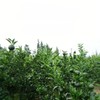 NASLAPH Dried Tangerine Peel Tea, Xiao Qing Gan Pu-erh Tea,