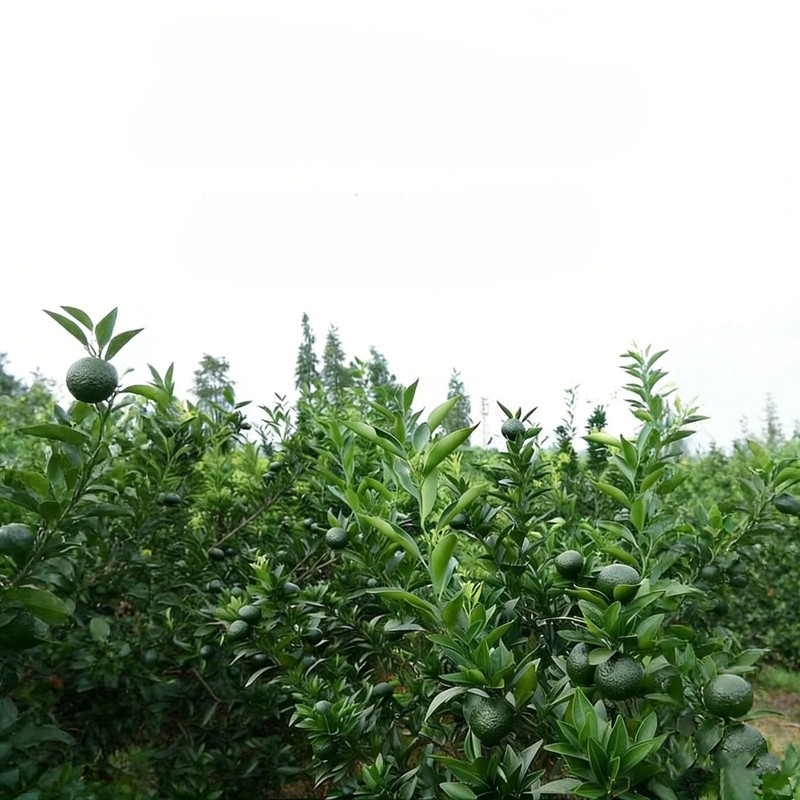 NASLAPH Dried Tangerine Peel Tea, Xiao Qing Gan Pu-erh Tea,