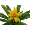 Bromeliad Yellow -4'' from California Tropicals