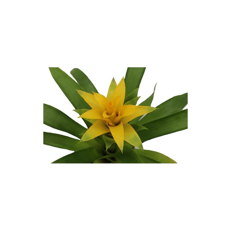 Bromeliad Yellow -4'' from California Tropicals
