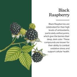 ECLECTIC INSTITUTE Eclectic Institute Raw Fresh Freeze-Dried Black Raspberry Powder | 3.2 oz