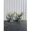 Northeast Ohio Palm Trees Sabal Minor Palm Tree, Large 7
