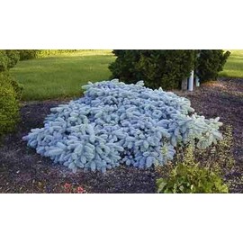 Colorado Blue Spruce 'Glauca Procumbens' - A Groundcover Form 1 - Year Live Plant
